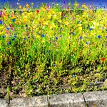 Blumen1